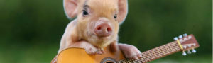 cerdito