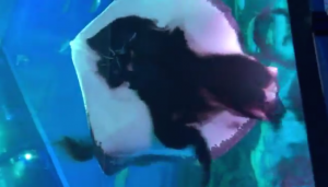 Mantarraya