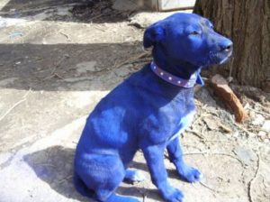 Perro azul