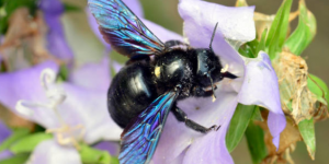 abeja azul