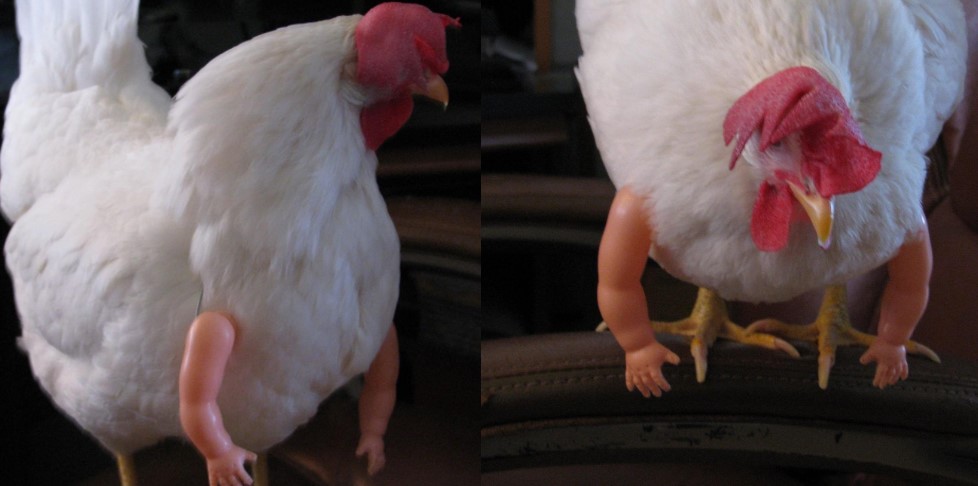 La gallina con brazos musculosos que se roba el show en redes