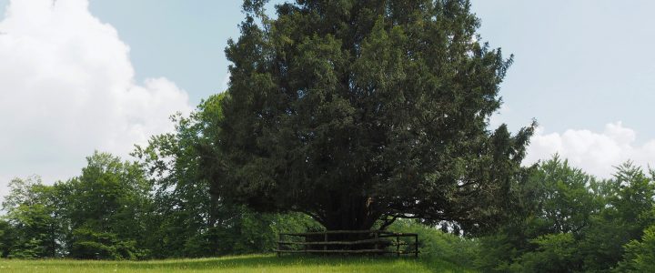 ¿cómo Árbol De 3000 Años Cambia De Sexo Y Sorprende A Todosemk 7673