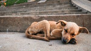 Perrito fue lanzado de un sexto piso - Getty Images