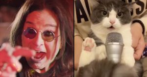 ozzy cat