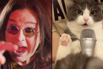 ozzy cat