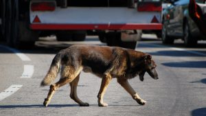 Perro abandonado por gay