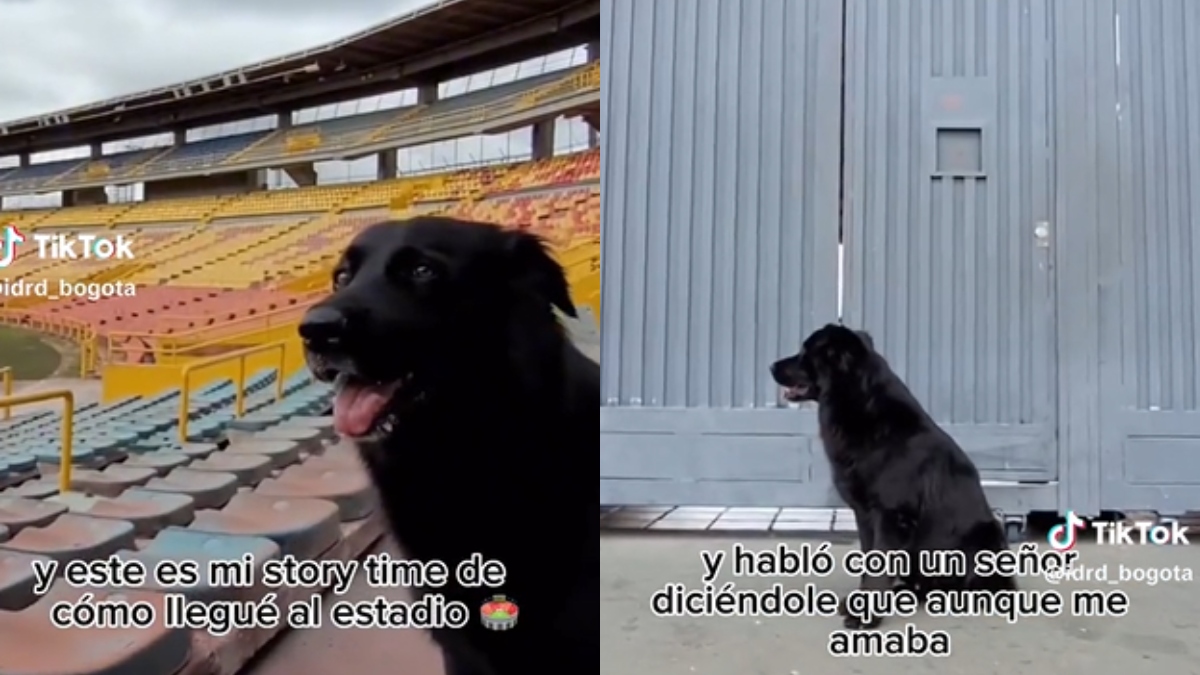 Conozca a Tony Camacho, el perrito de El Campín