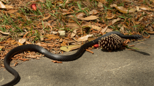 210823 - serpiente - getty