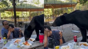 El impactante momento en que oso se come alimentos de una familia en parque de México