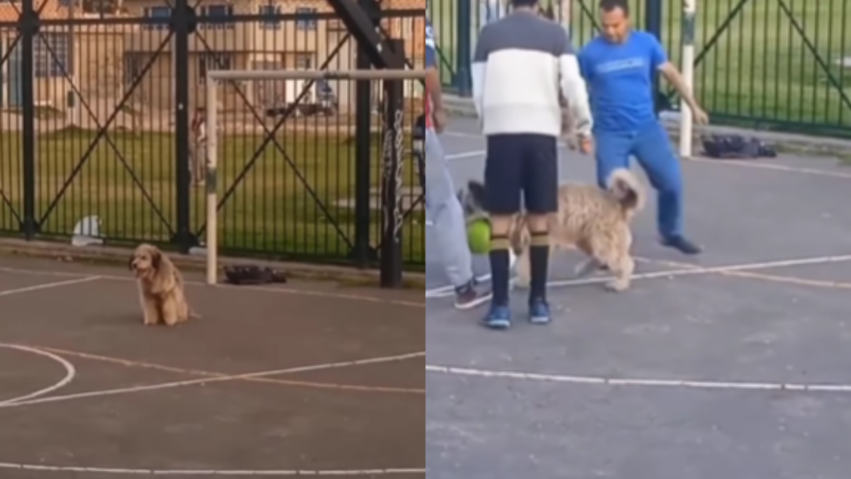 Si está mal de arquero en su equipo, aquí el tenemos el perrito que para todas las bolas