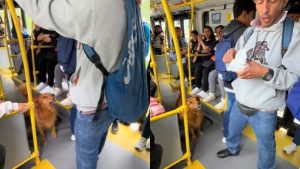 Perrito sabe sumar mejor que muchos y se sube a TransMilenio a enseñar; vea el video