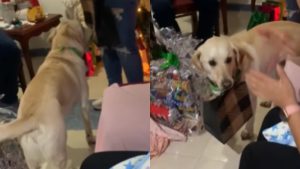 Se vale llorar; vea a este perrito emocionado al recibir su regalo de Navidad