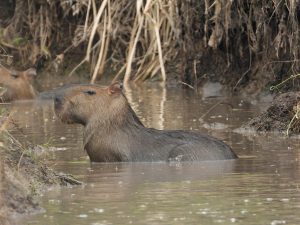 Grupo Aval: acciones por un planeta mejor que son un ejemplo ambiental